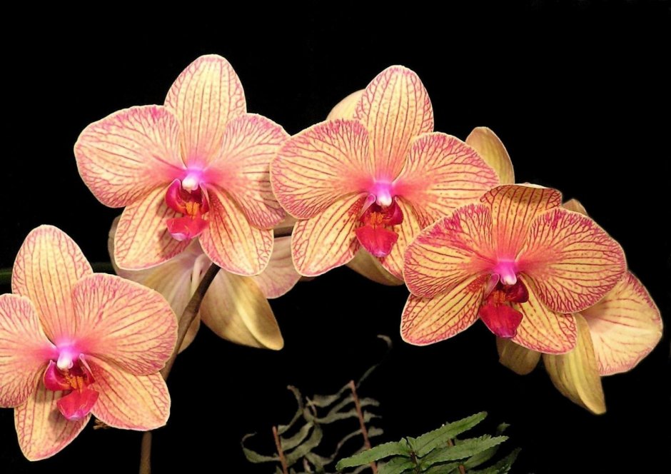 Орхидея Goldion