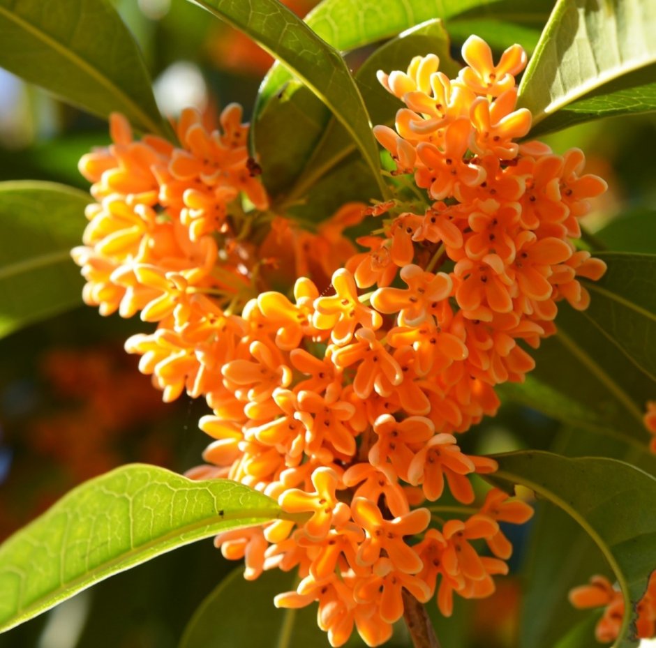 Османтус fragrans