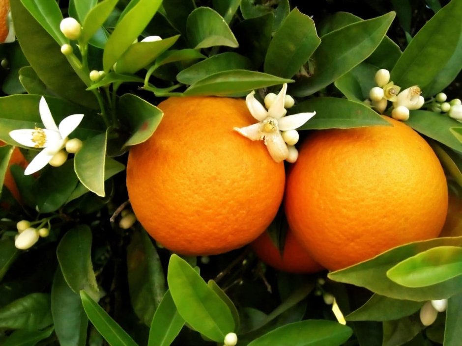 Апельсин (Citrus sinensis)