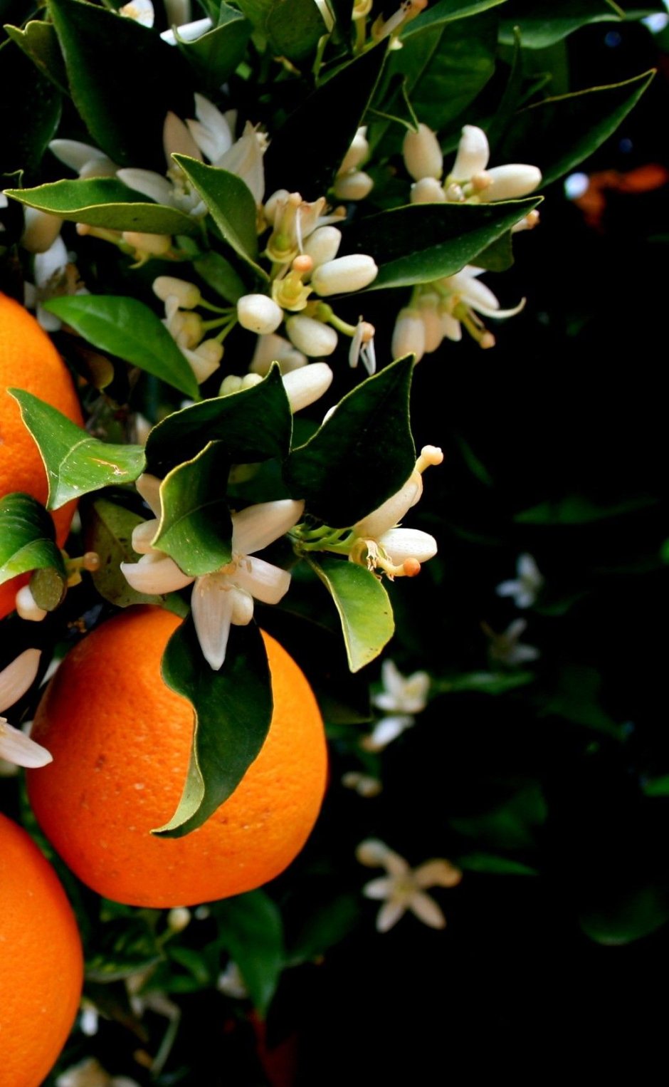 Цветки апельсинового дерева