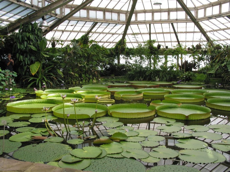 Ботанический сад Новосибирск оранжерея