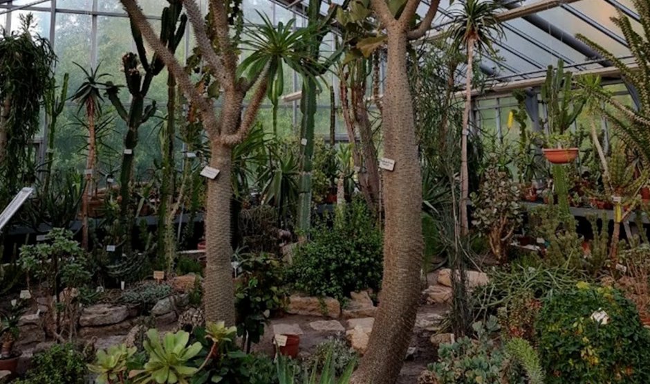 Ботанический сад Махачкала оранжерея