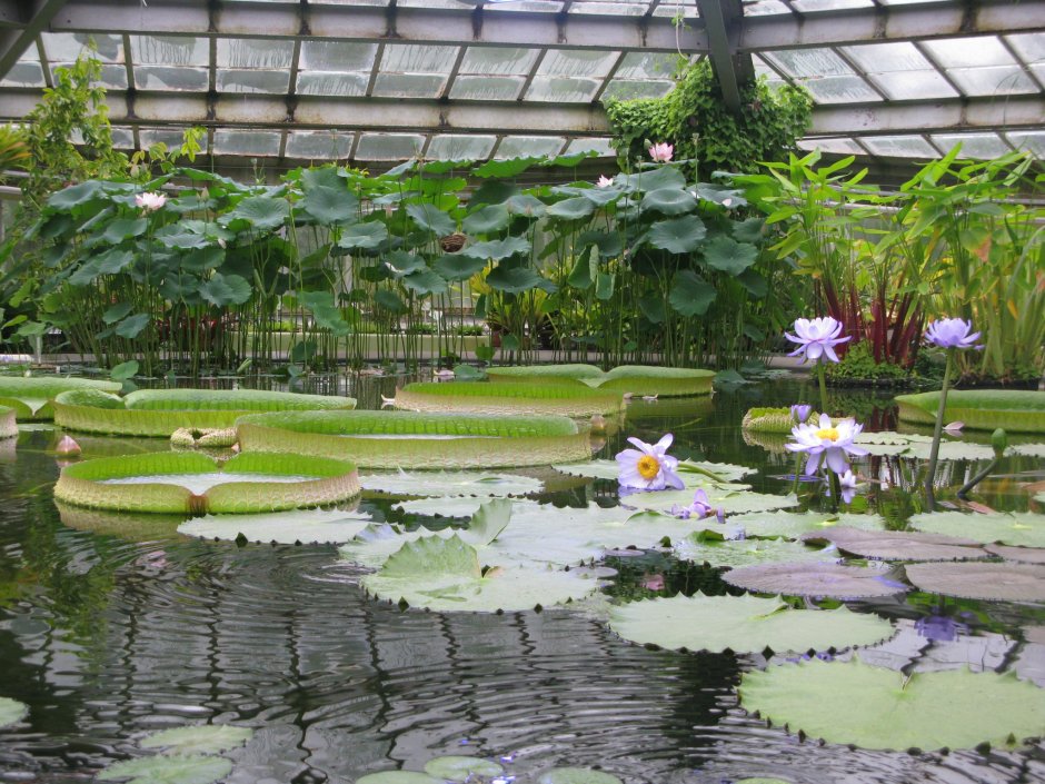 Оранжерея ботанического сада Петра Великого