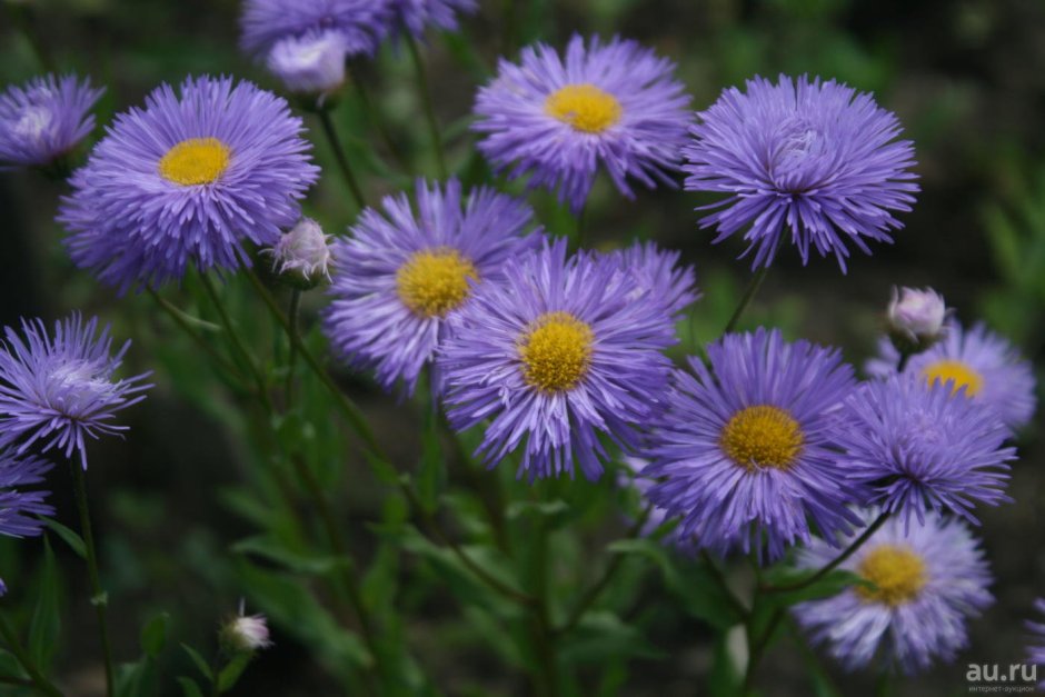 Мелколепестник grandiflorus