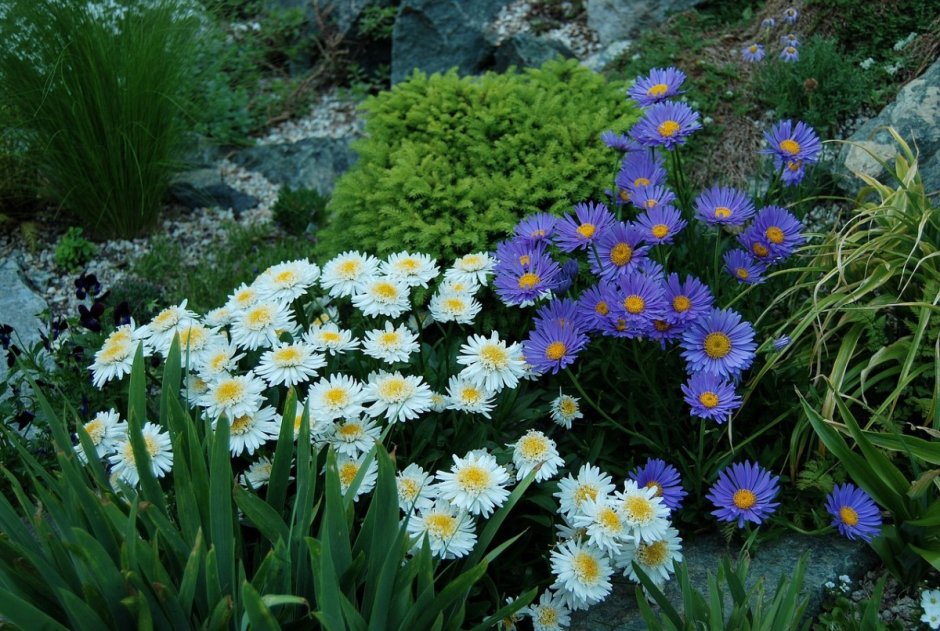 Астра Альпийская (Aster Alpinus)