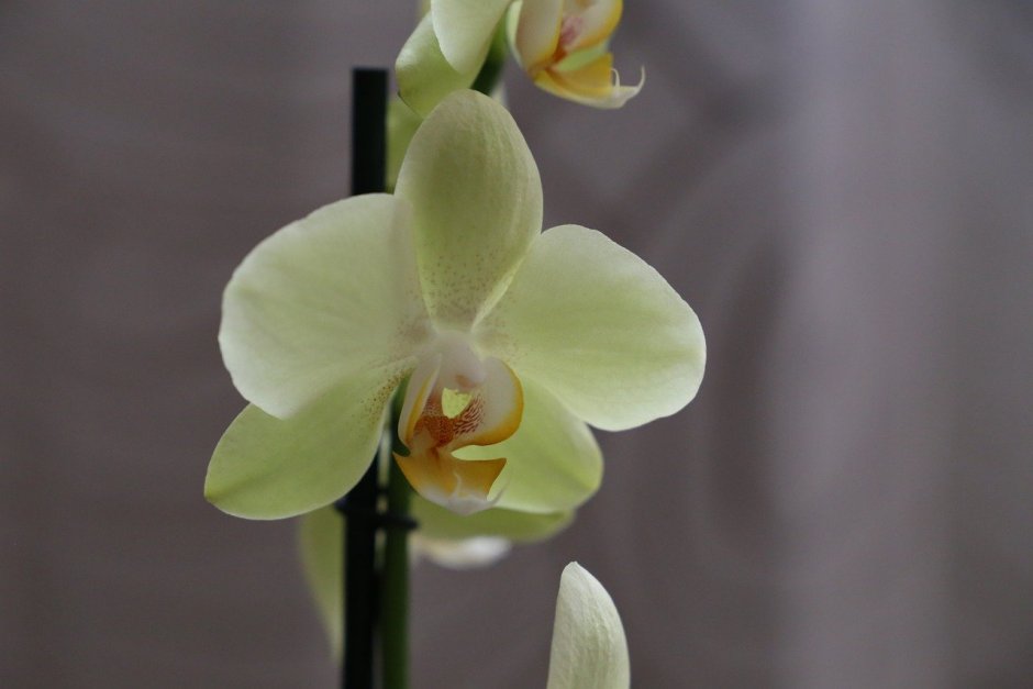 Орхидея Phalaenopsis Ikaria