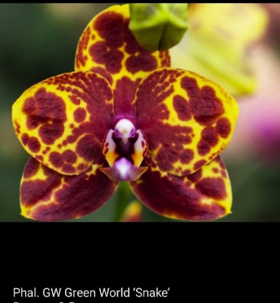 Phal. GW Green World 'Snakeskin'