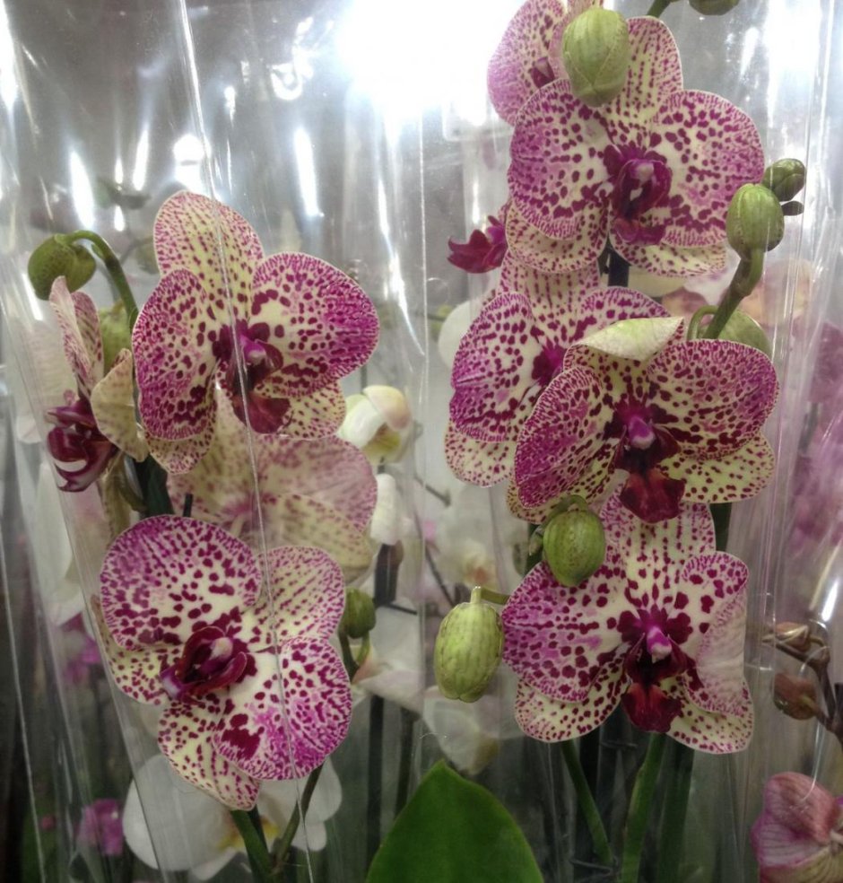 Фаленопсис Клеопатра Phalaenopsis Kleopatra