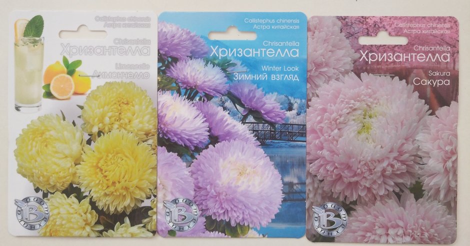 Хризантелла фото с названиями сортов где купить во Владивостоке