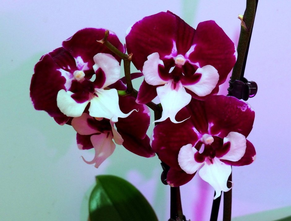Allura Dracula Орхидея