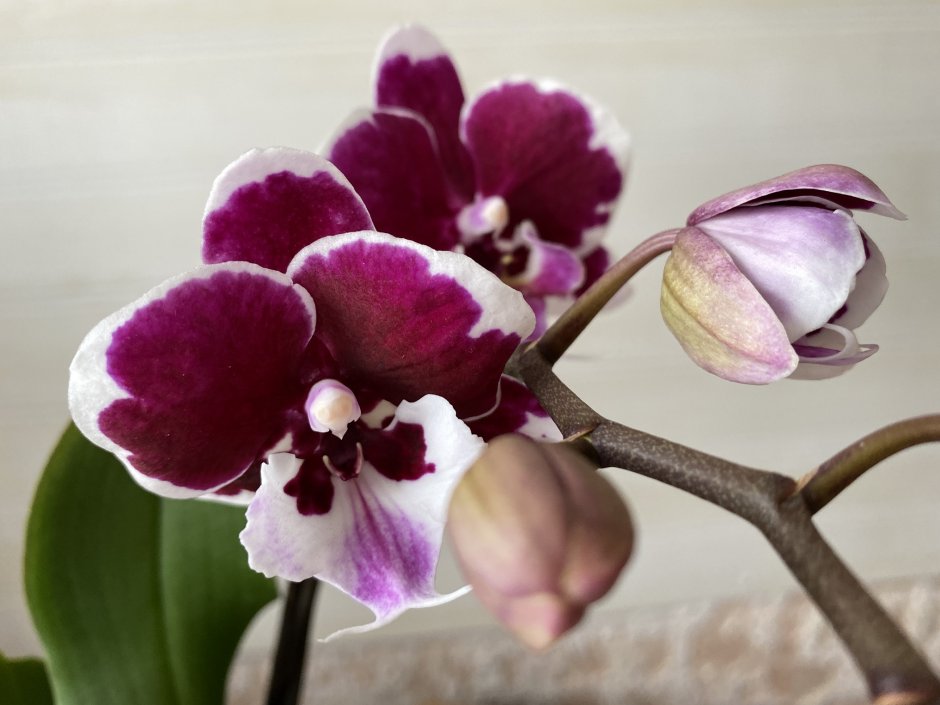 Орхидея Виолет Квин