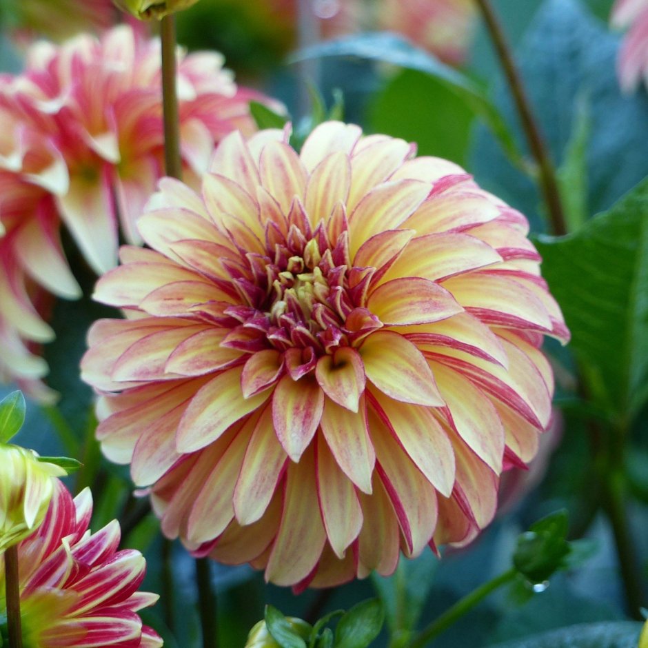 Dahlia Irish Pinwheel георгина