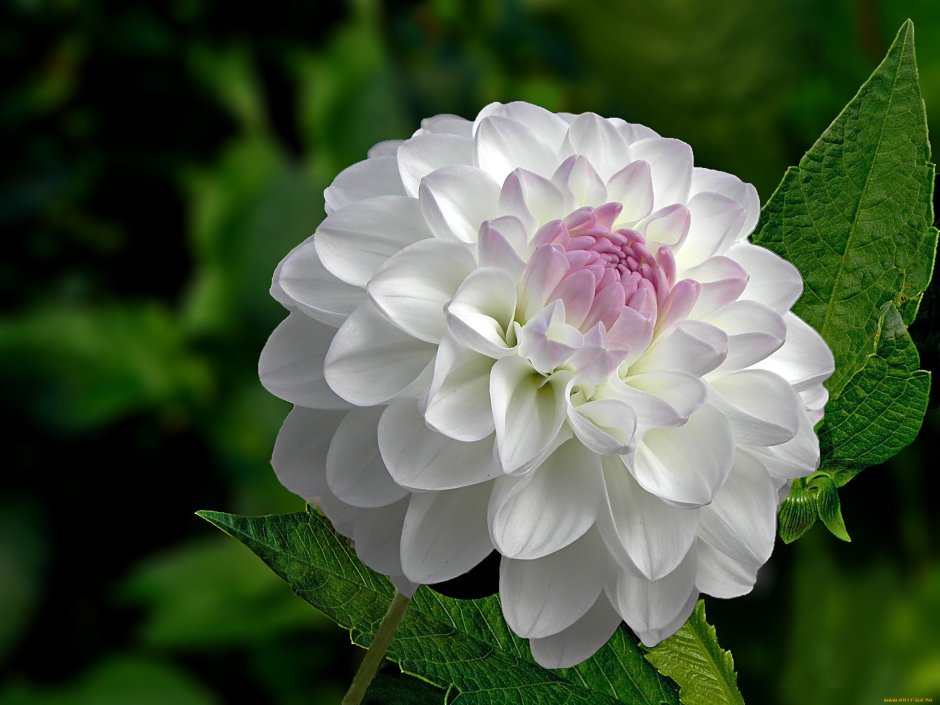 Георгин цветок белые лепестки с фиолетовыми прожилками