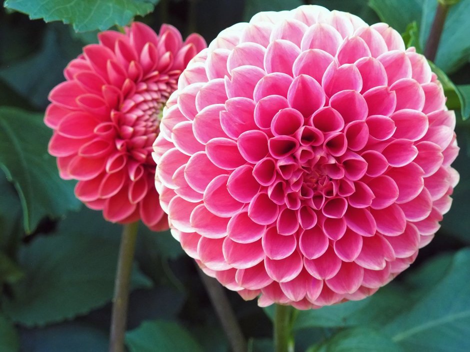 Георгина (Dahlia Pink Silk