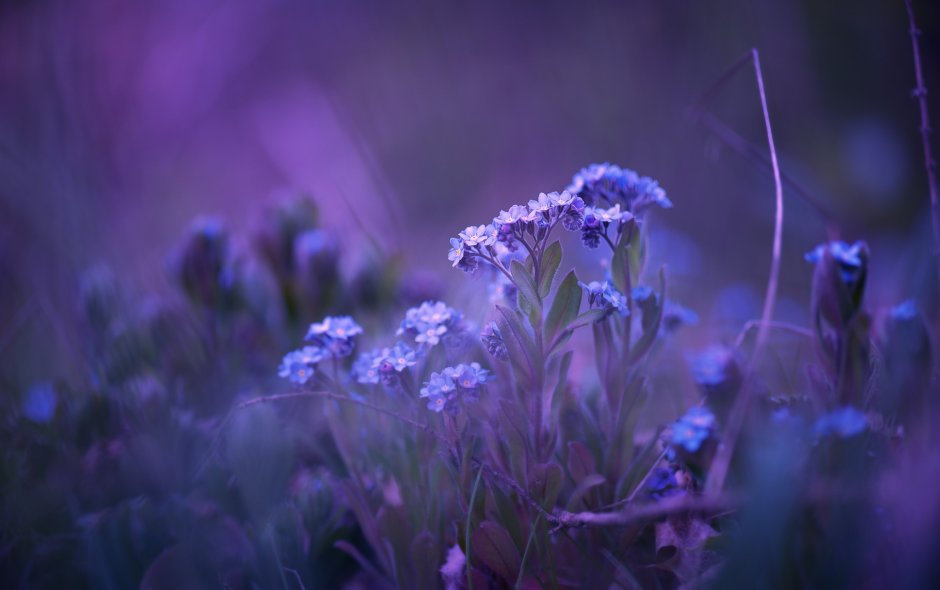 Цветок мокрица фиолетовая