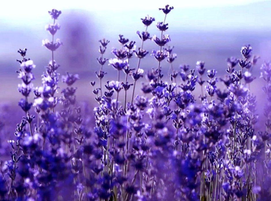 Луговой фиолетовый цветок тонколистный чертополох
