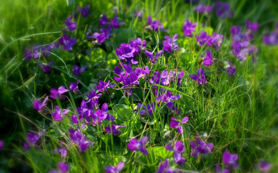 Тимьян Purple Beauty