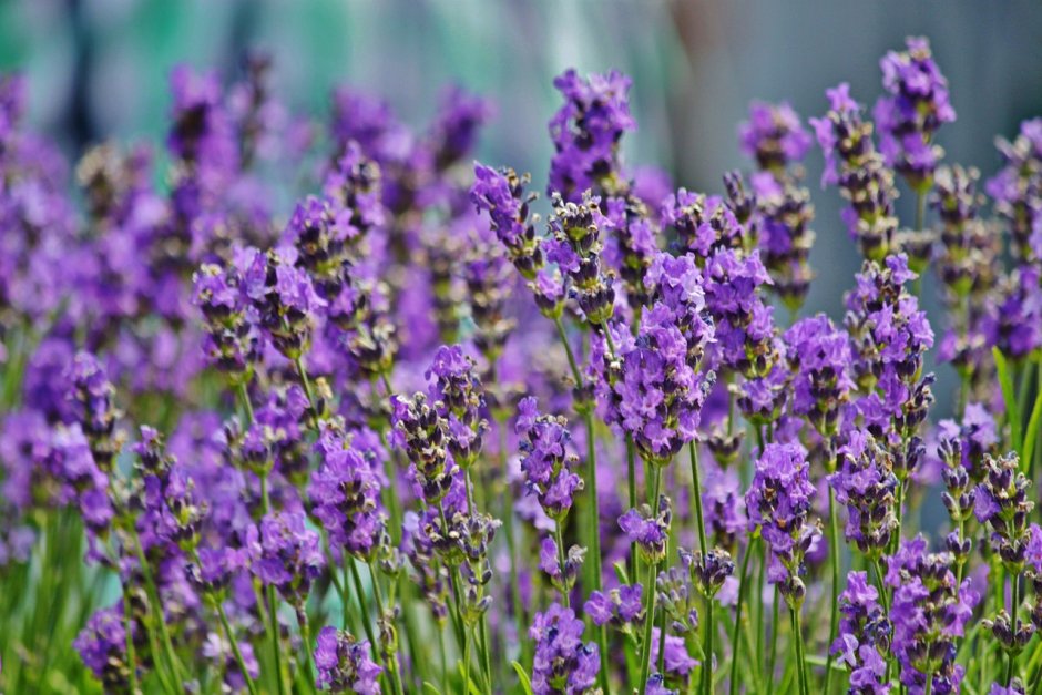 Эстрагон фиолетовый цветок