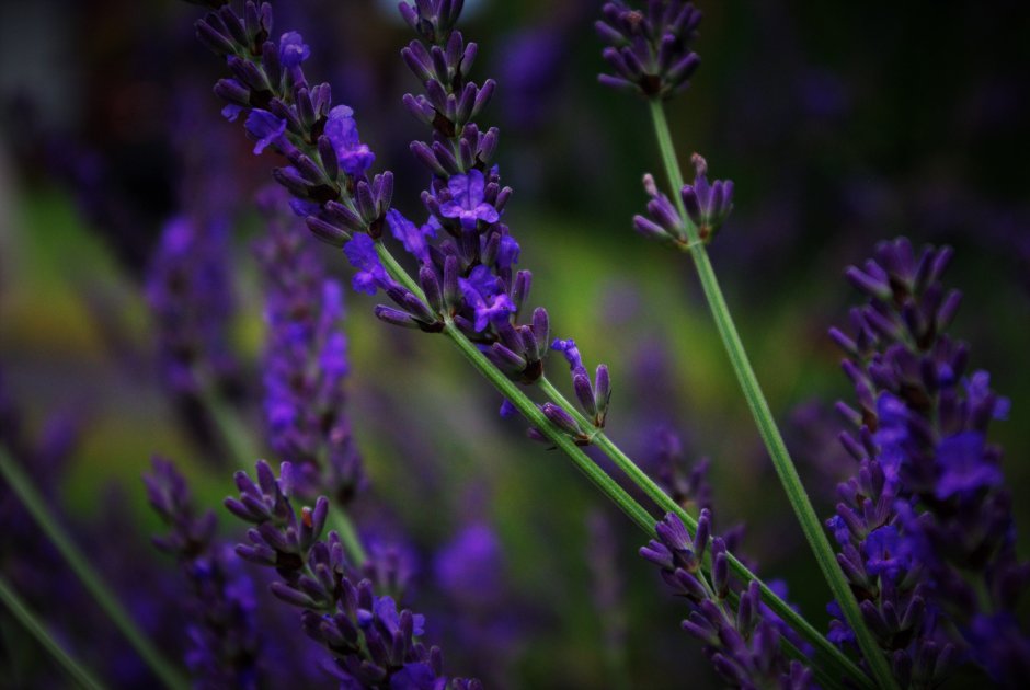 Фиолетовые полевые цветы Кубани