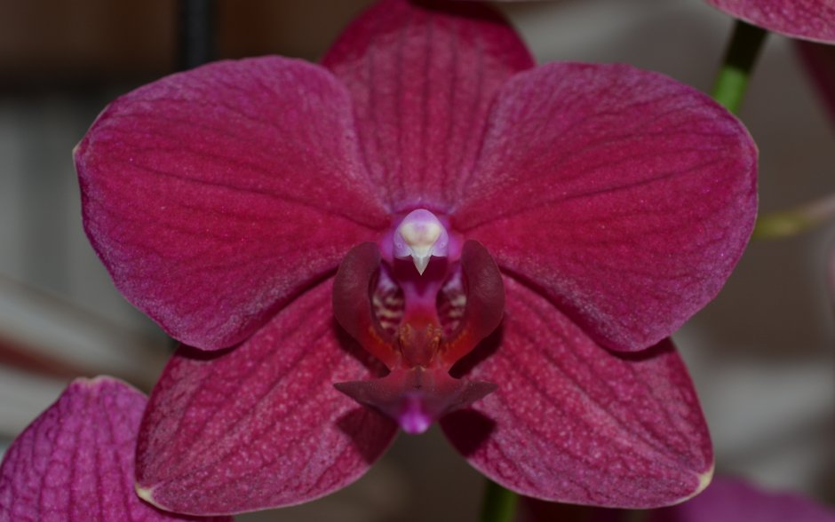 Орхидея Монза