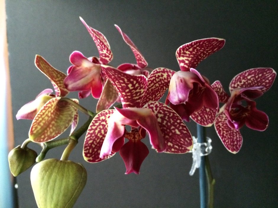 Орхидея фаленопсис Монте Карло