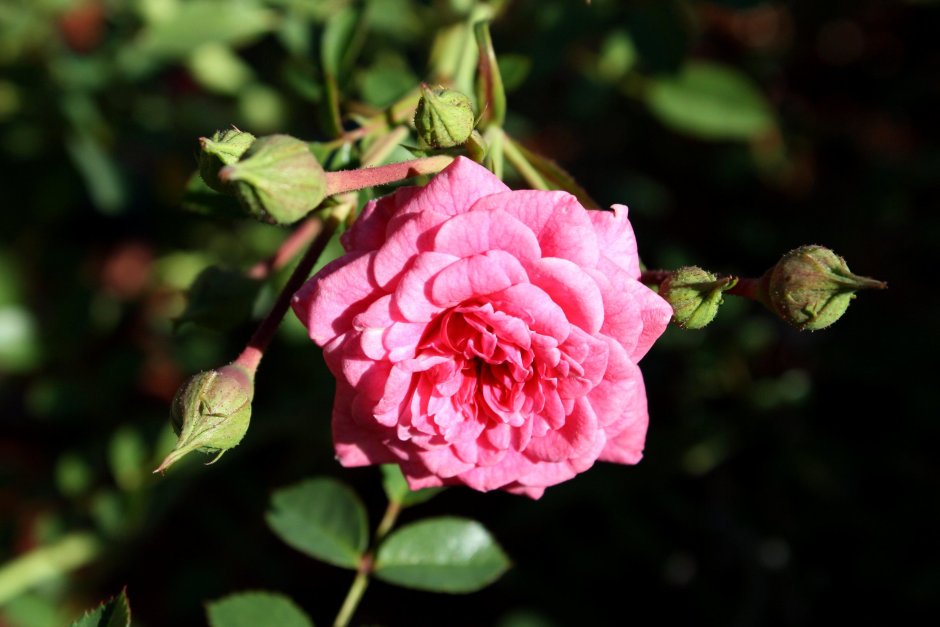 Roses in Bloom