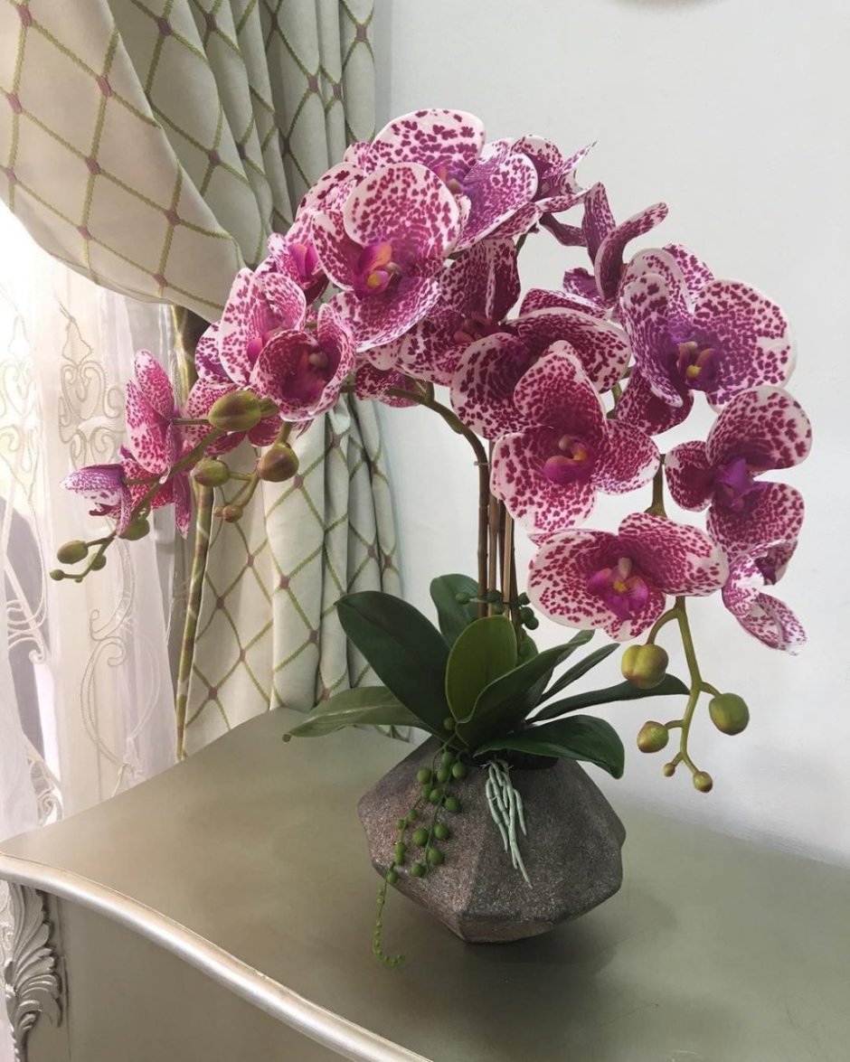 Орхидея фаленопсис изолона