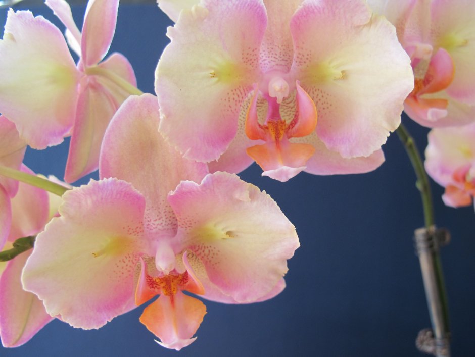 Фаленопсис Орхидея живые