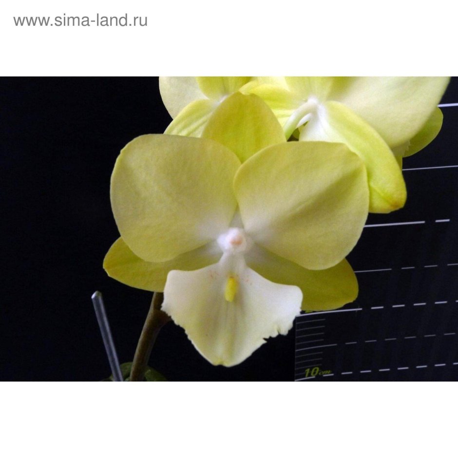 Орхидея леди ночи