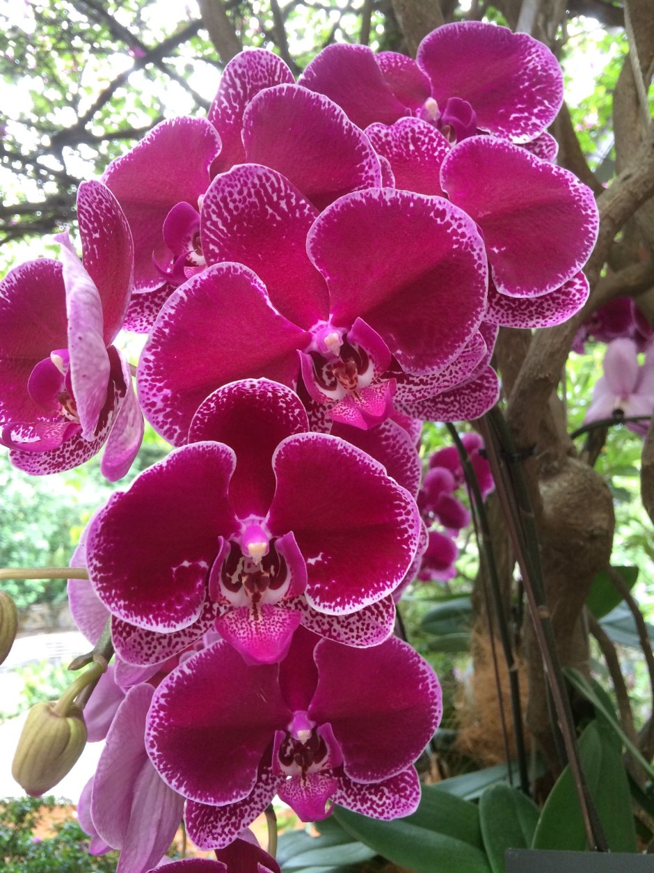 Орхидея Phalaenopsis Cobrion