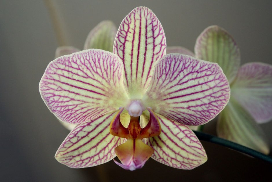 Орхидея Phalaenopsis Manila