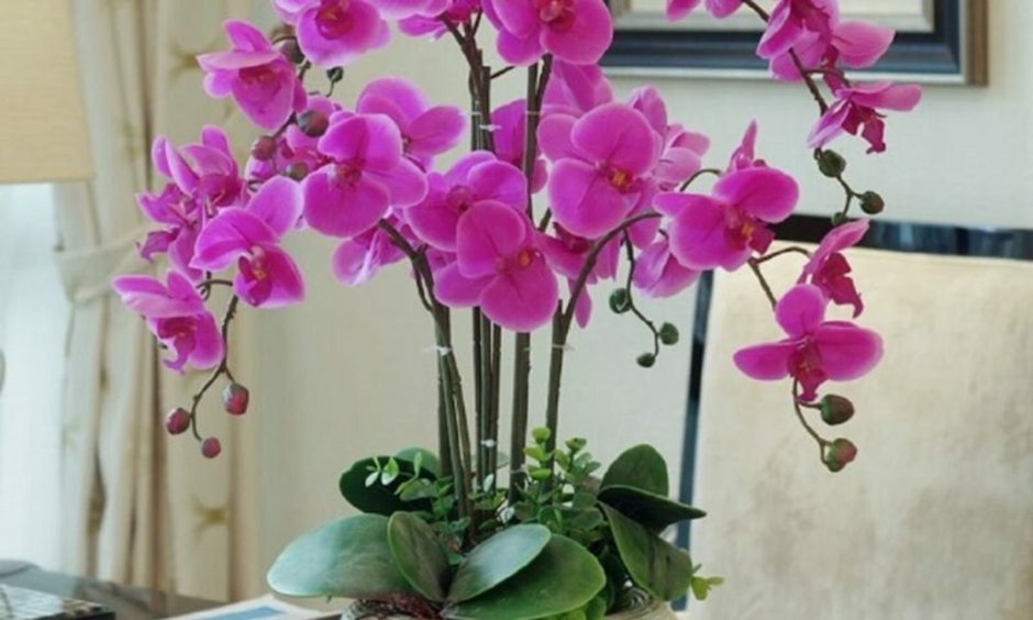 Орхидея Phalaenopsis Cleopatra