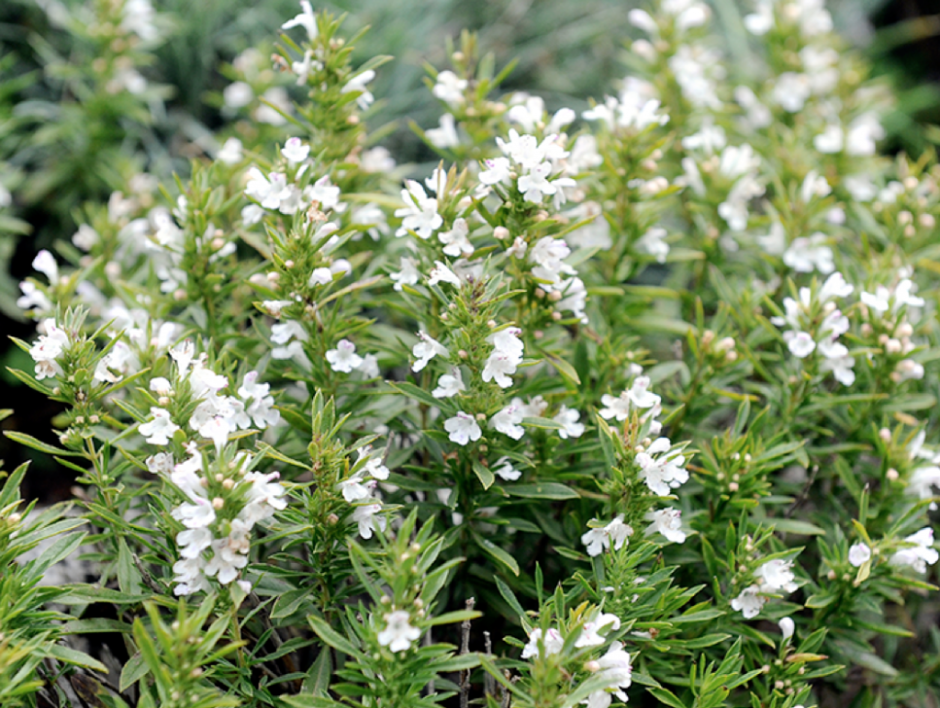 Тимьян ползучий (Thymus serpyllum)