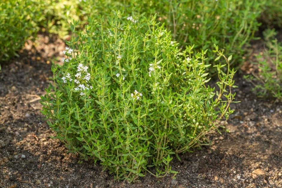 Thymus citriodorus