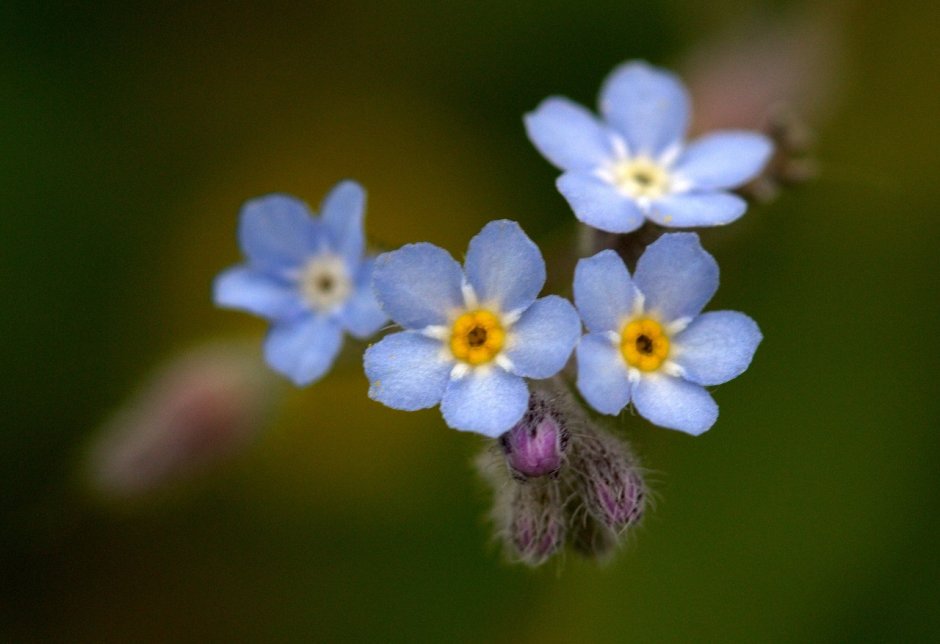 Цветок с мелкими голубыми цветочками