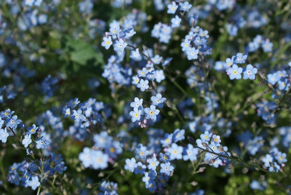 Brunnera macrophylla