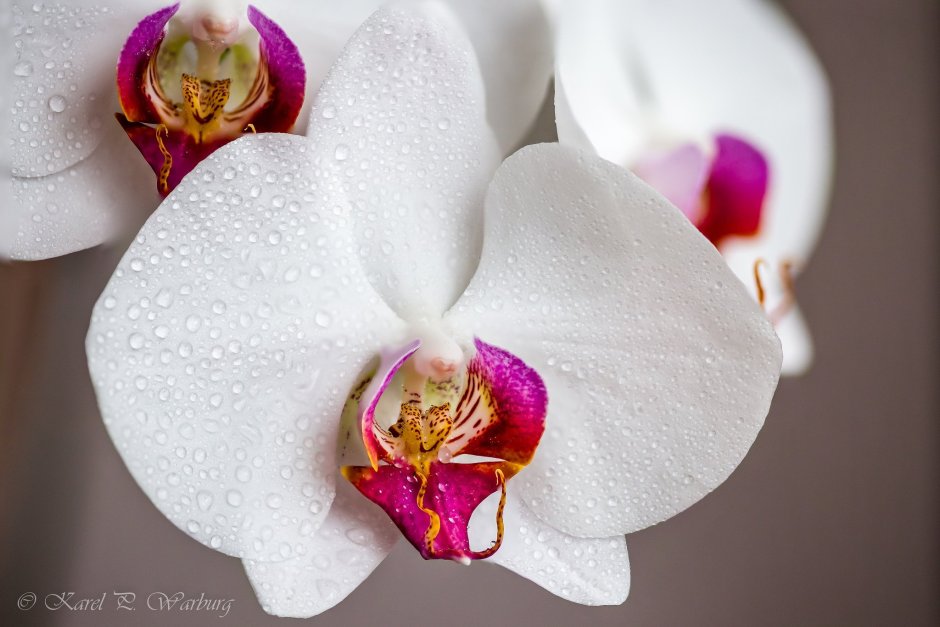 Орхидея Phalaenopsis White Swan