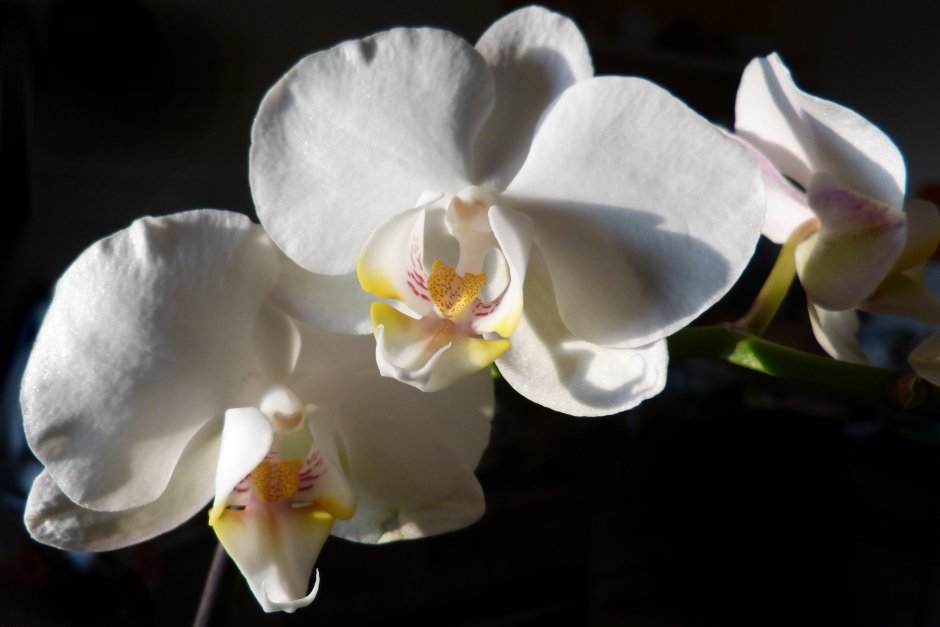 Орхидея Phalaenopsis