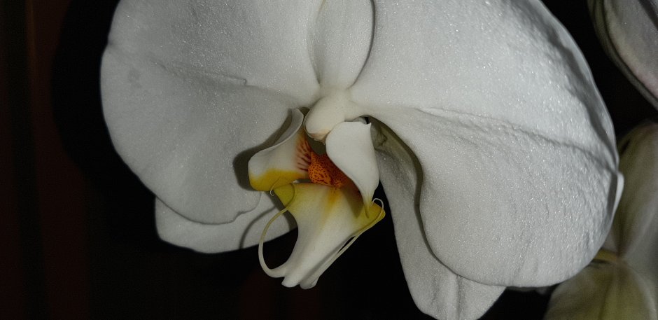 Орхидея Phalaenopsis Ikaria