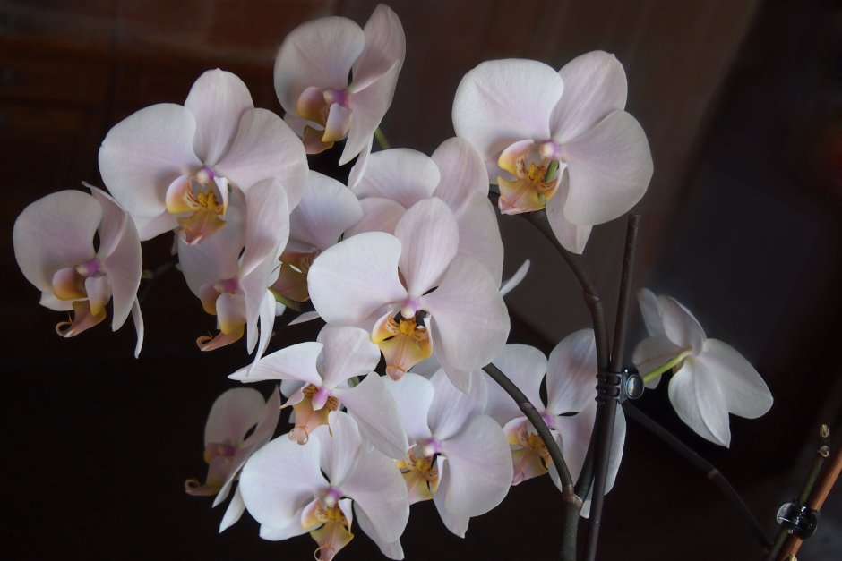Орхидея фаленопсис компилатион
