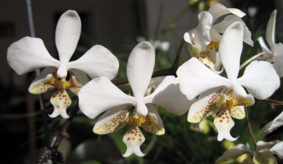 Орхидея фаленопсис Zephyr
