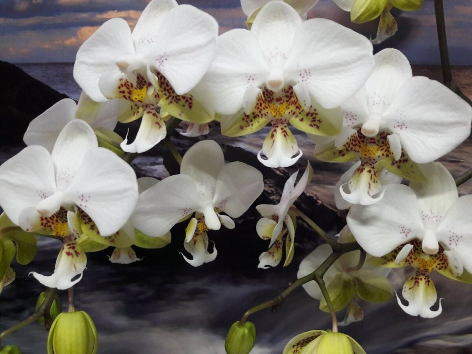 Орхидея Pico Bahama