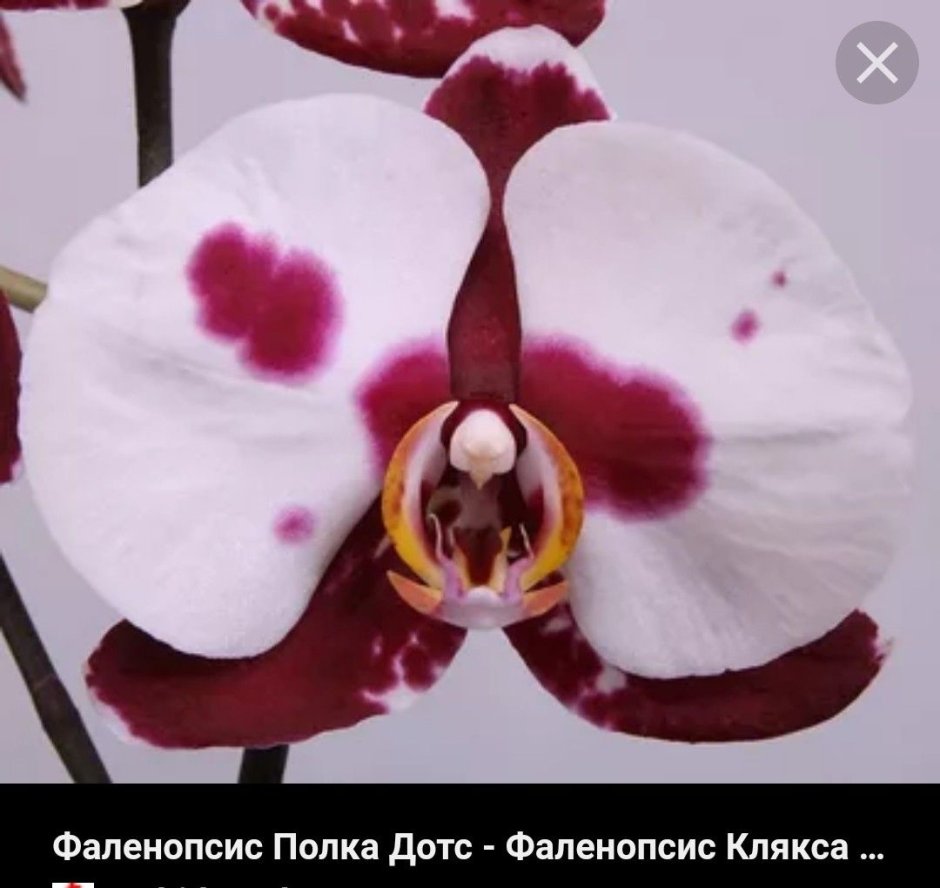 Орхидея Phalaenopsis Panda