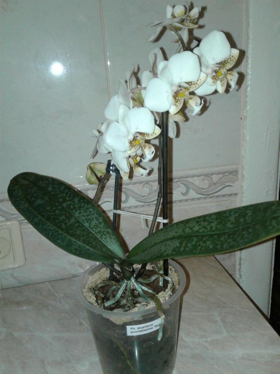 Орхидея stuartiana Sogo