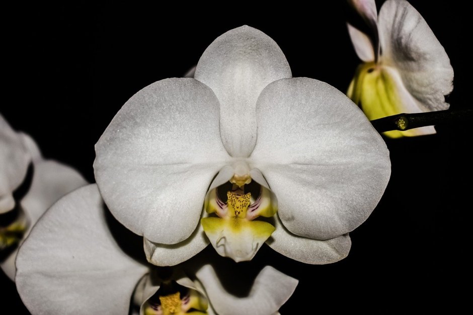 Орхидея Стюартиана Сиб