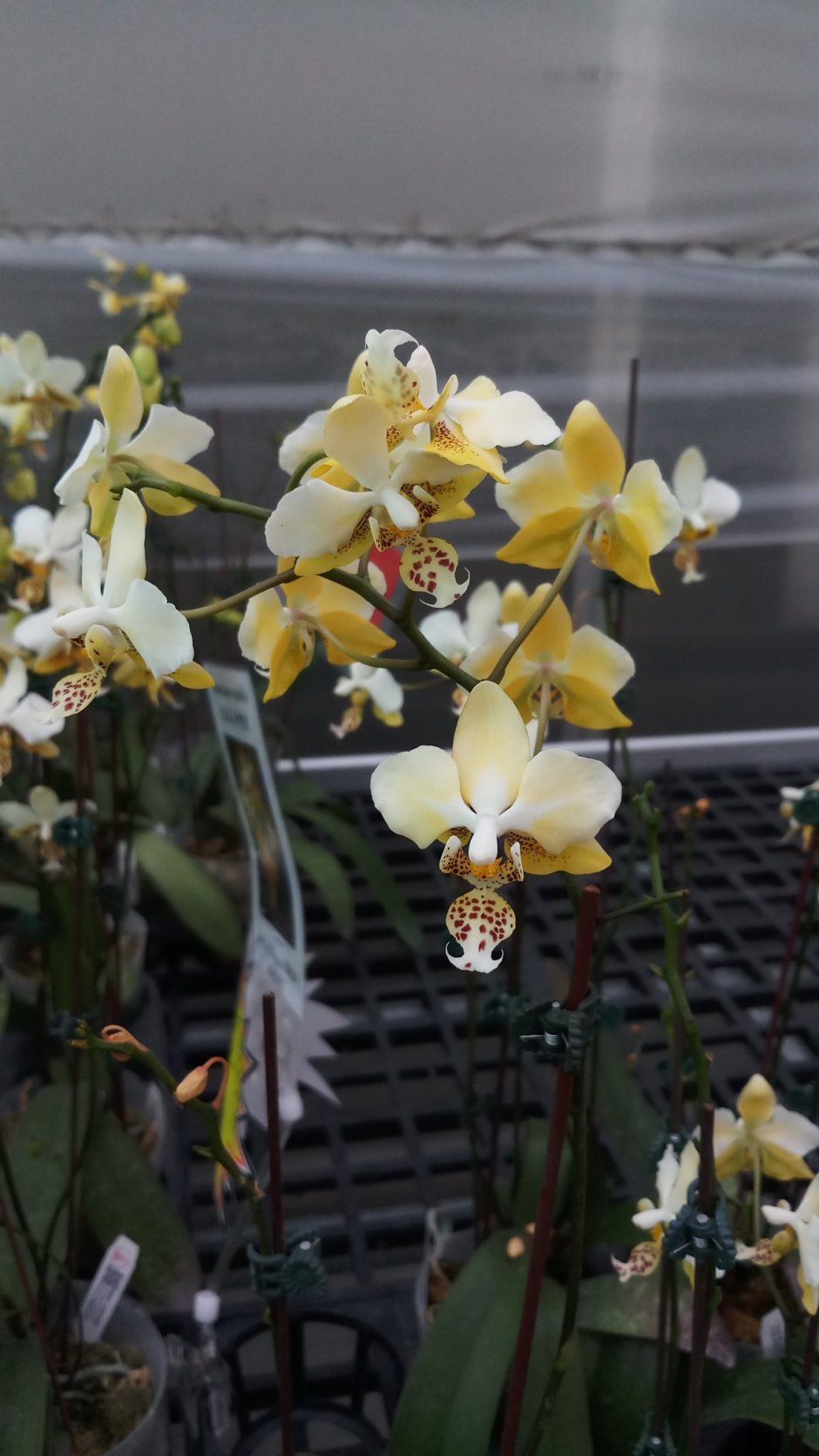 Орхидея stuartiana Nobilis