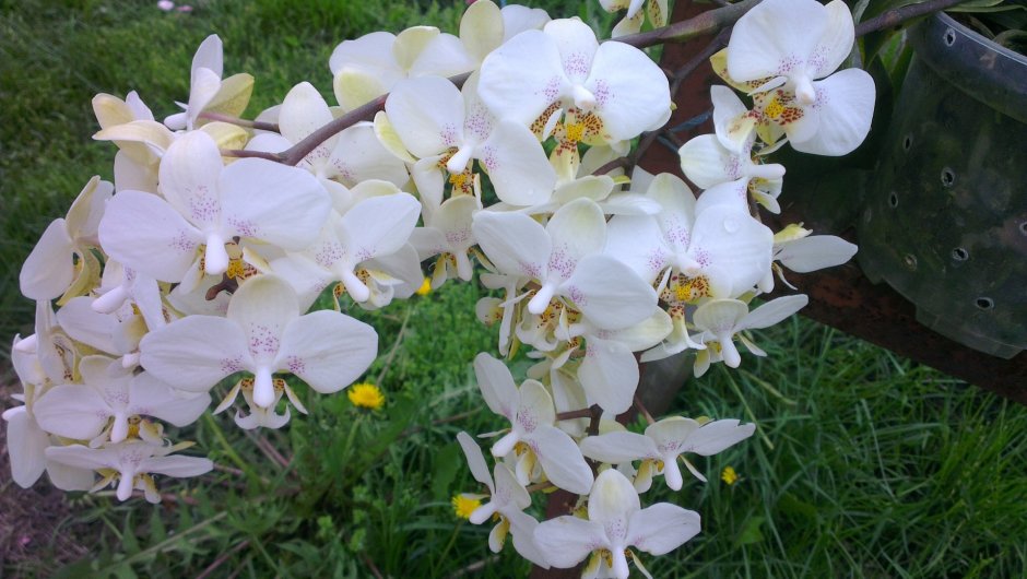 Stuartiana Орхидея
