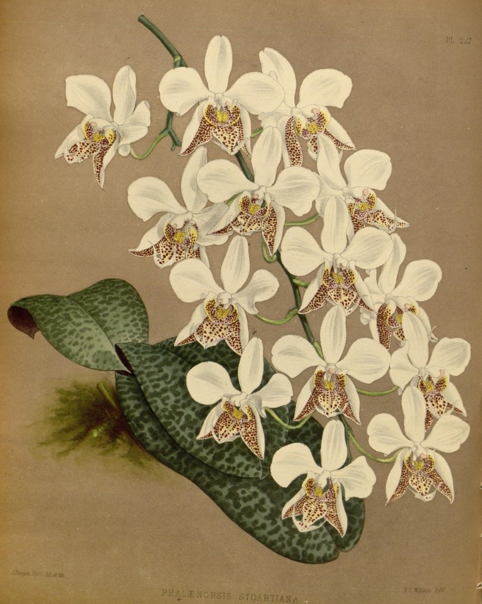 Фаленопсис Шиллера Ботанический рисунок