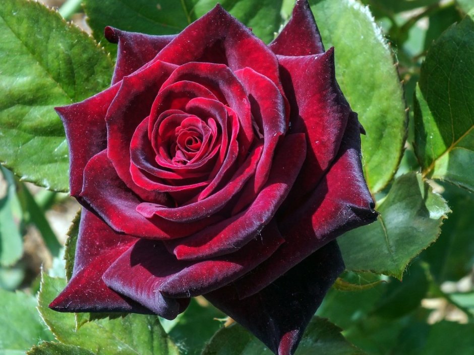 Сорт розы Фиджи Негро