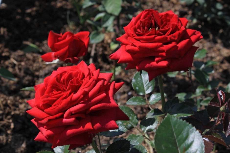 Роза Red Queen (ред куин)